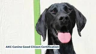 Man-K9: Trained Family Dogs For Sale - ALBERT