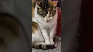 #straycat #cat #cats #catsofinstagram #catstagram #adoptdontshop #of #catlover #straycats #kitten