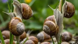 A Walk with the Snail! The Slowpoke That's So Cute (Colony) 