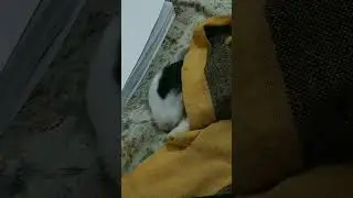 Why bunnies are so aware🥺🤌🐰🤍 #piano #sleep #sleepanimals#rabbit #animal #bunny #cute