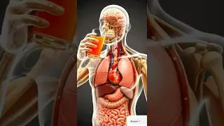Orange Inside Your Body 🍊 | 3D Medical Animation