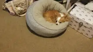 kick zacks bed