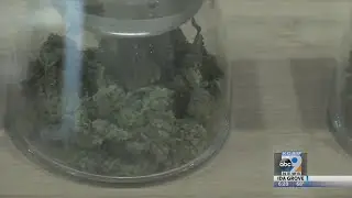 Study: Potent Weed Ups Risk of Anxiety