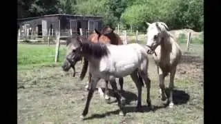 Mein Dülmener Wildpferd