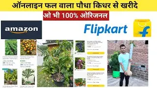 Online Fruit Plant  Kidhar Se Kharide Amazon Ya Flipkart | How to buy online fruit plant 