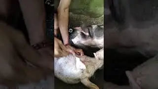 Vaccine of PRRS for Pigs