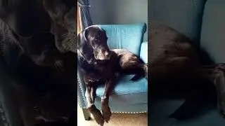The Mistress ❤️ #dog #cute #cuteness #cutenessoverload #music