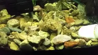 Sculpin eating silverside
