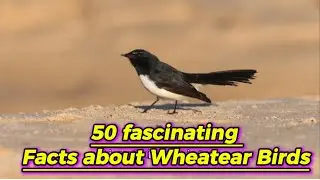 50 fascinating facts about Wheatear birds 🦅.