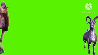 Goat and animals stampede green screen for @HornstrompGames 
