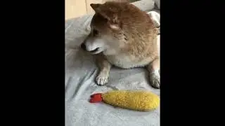 Funny Pet videos animal fun animal love Odd satisfying pet