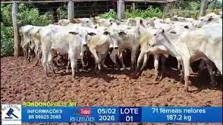 LOTE 01 - 71 F&Ecirc;MEAS NELORES - 187,2 KG