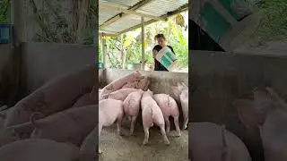morning feeding for hungry pigs #farmer #pig #pigbreeding #animals #hogger