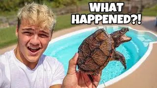 My PET SNAPPING TURTLE from Years Ago FOUND in My POOL!!