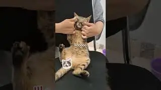 Mimi Join Trend #cat #short #cute