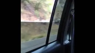 Puppy in the window