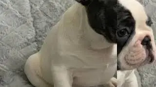 PuppyFinder.com : Blue Pied