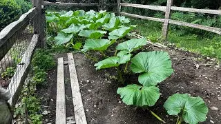 Episode #12 2024: How to grow a giant pumpkin:Pollinations have begun!