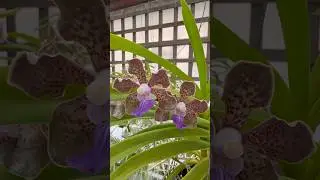 Who doesn&rsquo;t love compact #vanda #orchids!? This tessellata hybrid is great for small #greenhouses!