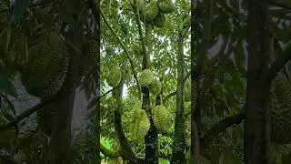 Harvesting Durian - King of Tropical Fruits #durian #farm