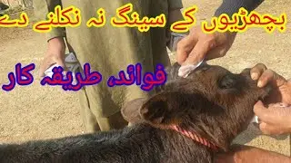 de budding ,de horrning , doctor Naeem ur rehman  بچھڑیوں کے سینگ ختم کرنے کا طریقہ کار