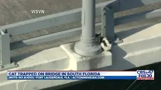 WATCH LIVE: Cat trapped on bridge in south Florida