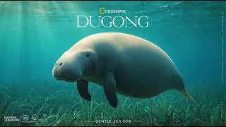 Dugong: The Gentle Sea Cow Shaping Tropical Oceans