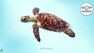 Semi Aquatic Animals in Tamil and English with pictures | நீரெலி / பகுதி-நீர்வாழ் விலங்குகள்