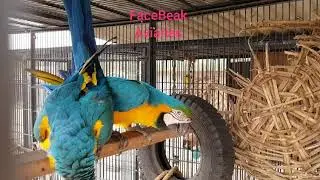 Blue & Gold Macaws mating