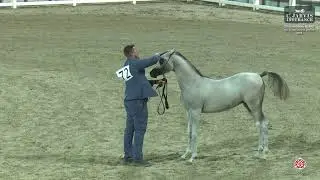 N 72 MAKTOOB AL SHAJER   ERAB Arabian Horse International Show 2024   Colt Foals Class 2B