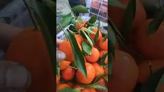 Orange with raw leaves