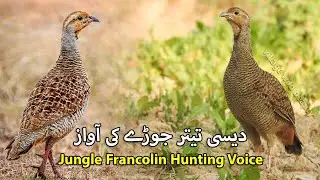 Desi Teetar Jody ki Awaz | Francolin Pair Jungle Call | Female Partridge Sound