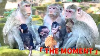 Sweet Monkey Family Moments #monkey