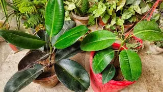 Ficus Elastica | Rubber Plant Best Plant For Your Garden | Hindi/Urdu