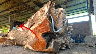 Monster trembesi wood !! High value trembesi root sawmill saw from tasmania