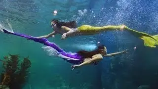 Largest Aquarium in Vietnam, Vinpearl Aquarium Hanoi with Mermaid inside