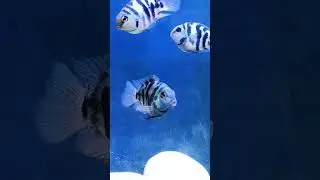 😇 Polar Blue Parrot Cichlid breeding pair Available #ytviral #ytshorts #aquarium #fishaquarium #yt