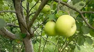 Shimla Golden apple #shimla Apple trees. 05-07-2022