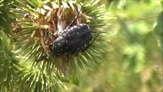 Oxythyrea funesta