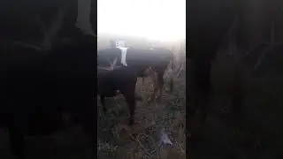 Ufugaji wa ng'ombe