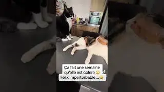 Dispute de couple 😅 #chat #humour #couple #cat #embrouille #felix #drole #animaux #pets