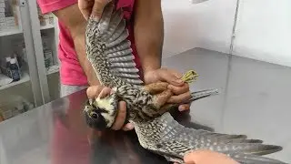 The Shooting of Migratory Birds in Malta