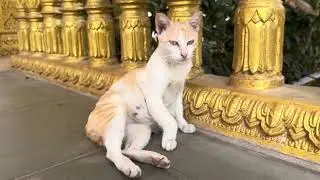Cat is very cute, lovely is animals.#cat #kitten #puppy #dog #monkey #rabbit #shorts #seal #pets