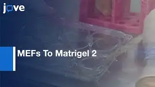 From MEFs To Matrigel 2: Splitting hESCs From MEFs Onto Matrigel l Protocol Preview