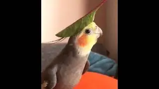 Bird singing a Legend Of Zelda Song