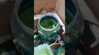 Alimentos para tus pez Betta