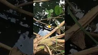 point ikan gabus rawa di spot aliran sungai kecil 😱