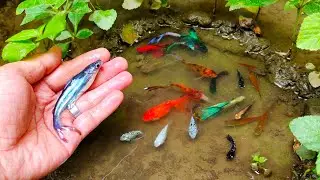 Wadidaw! Serok ikan cupang, ikan warna-warni, ikan-ikan kecil, ikan hiu bangkok, ikan mas, ikan lele