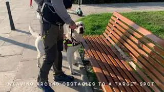 Guide dog Ami - managing obstacles, keeping off ramp edges, marking entries, locating zebra/busstop