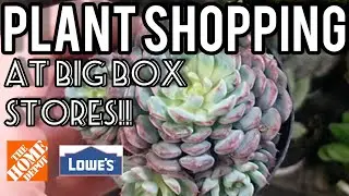 BIG BOX STORE PLANT SHOPPING!! Home Depot + Lowe's 🌿